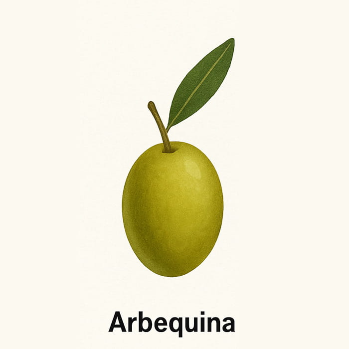 Arbequina Olive