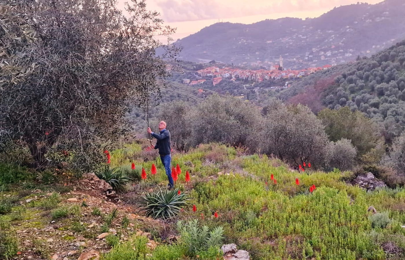 Calvi Olivenernte per Hand