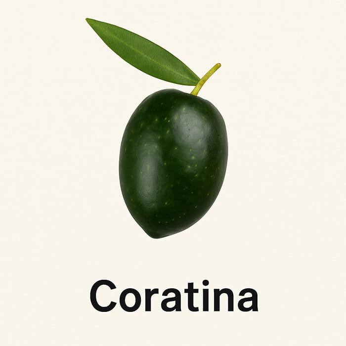 Coratina Oliven