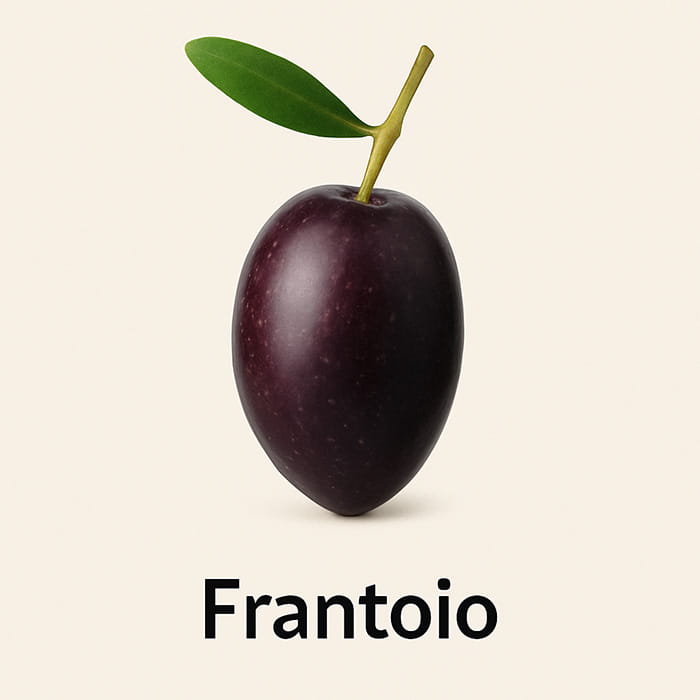 Frantoio Oliven