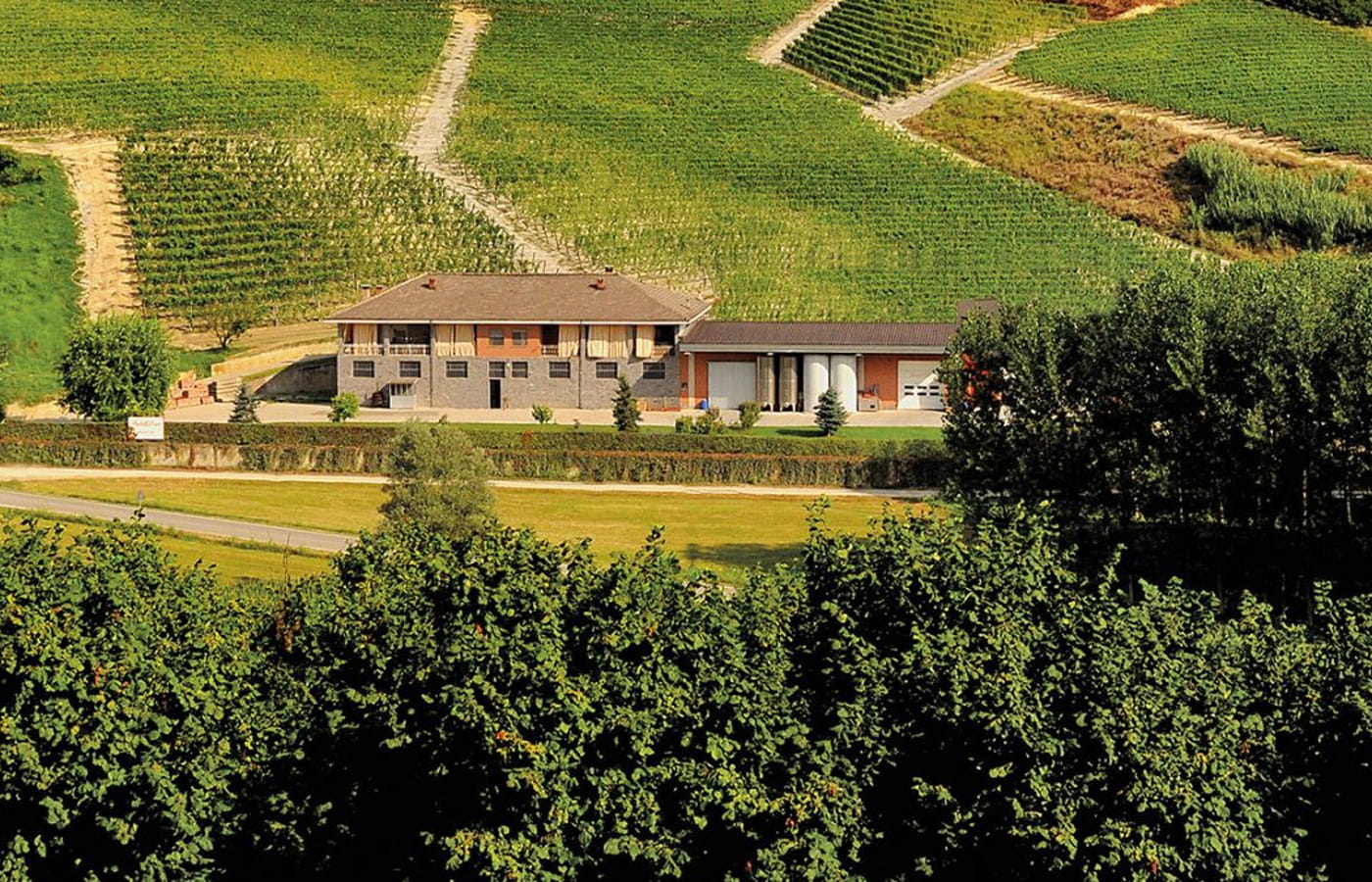 Fratelli Ponte Weinberge