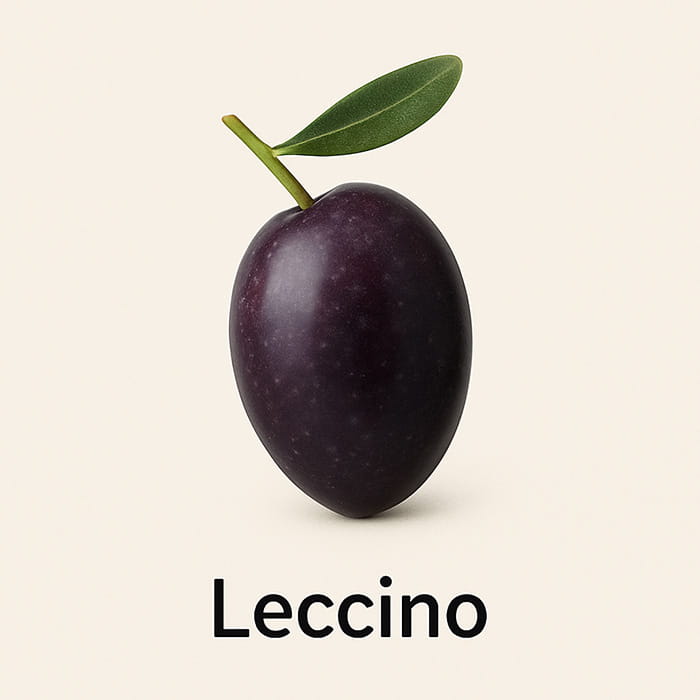 Leccino Oliven