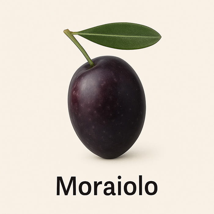 Moraiolo Oliven