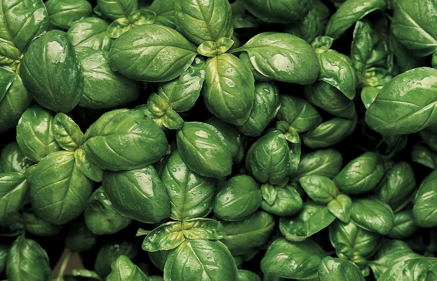 Basilikum für Pesto Genovese