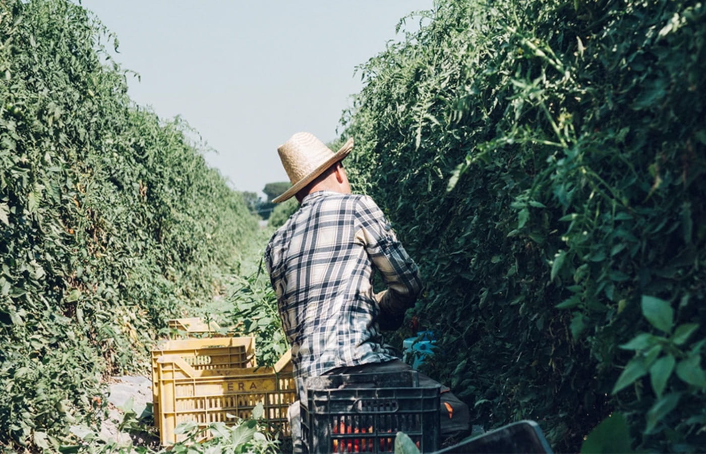 San Marzano Tomaten Ernte per Hand
