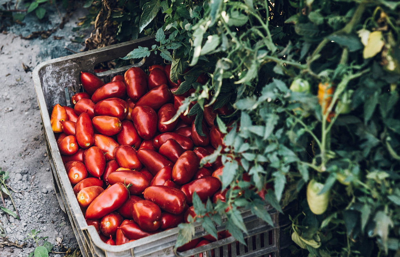 San Marzano Tomaten frisch geerntet