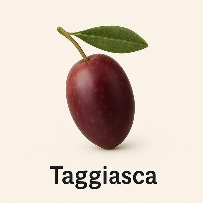 Taggiasca Oliven