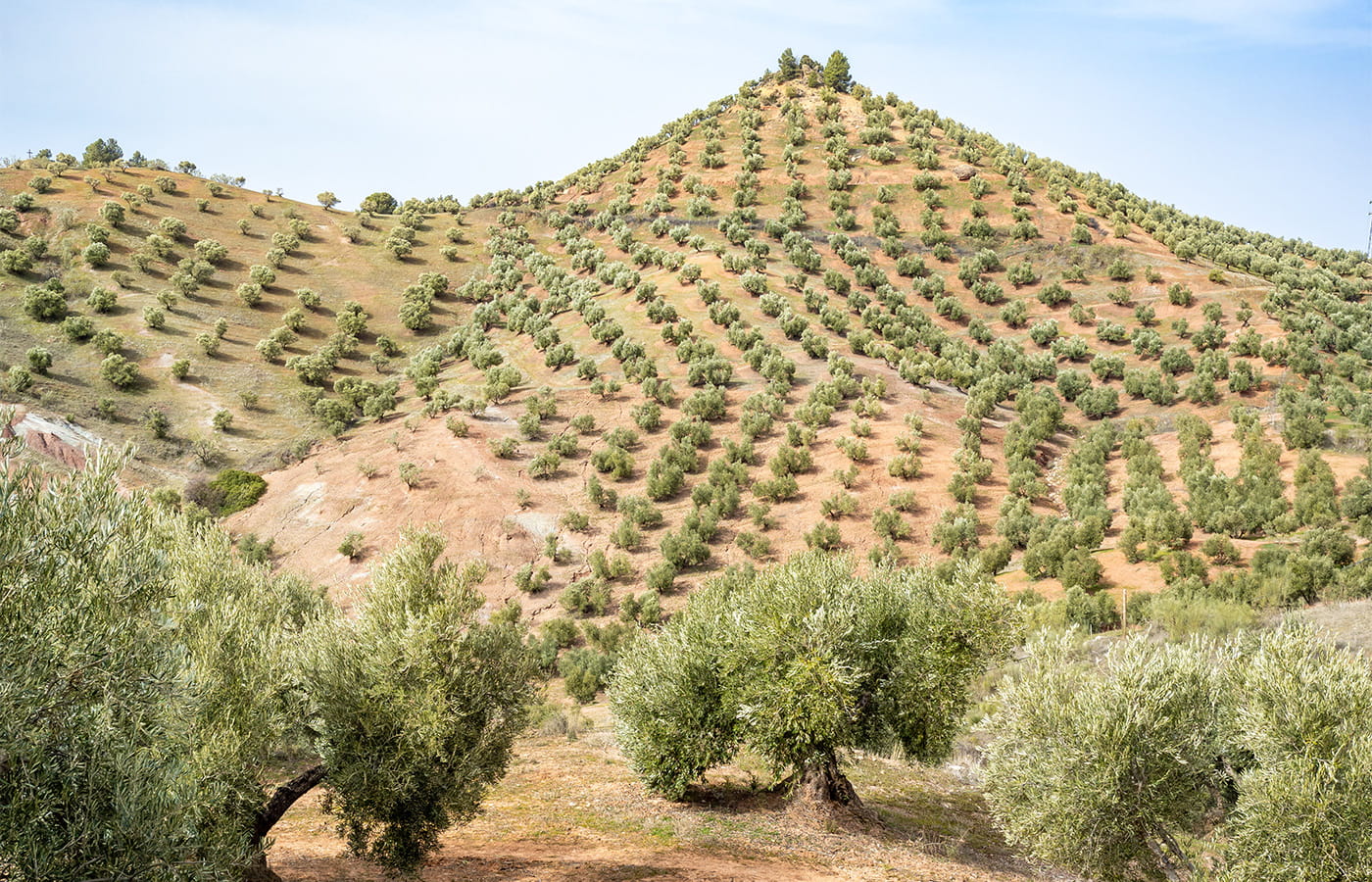 Griechischer Olivenhain in Hanglage