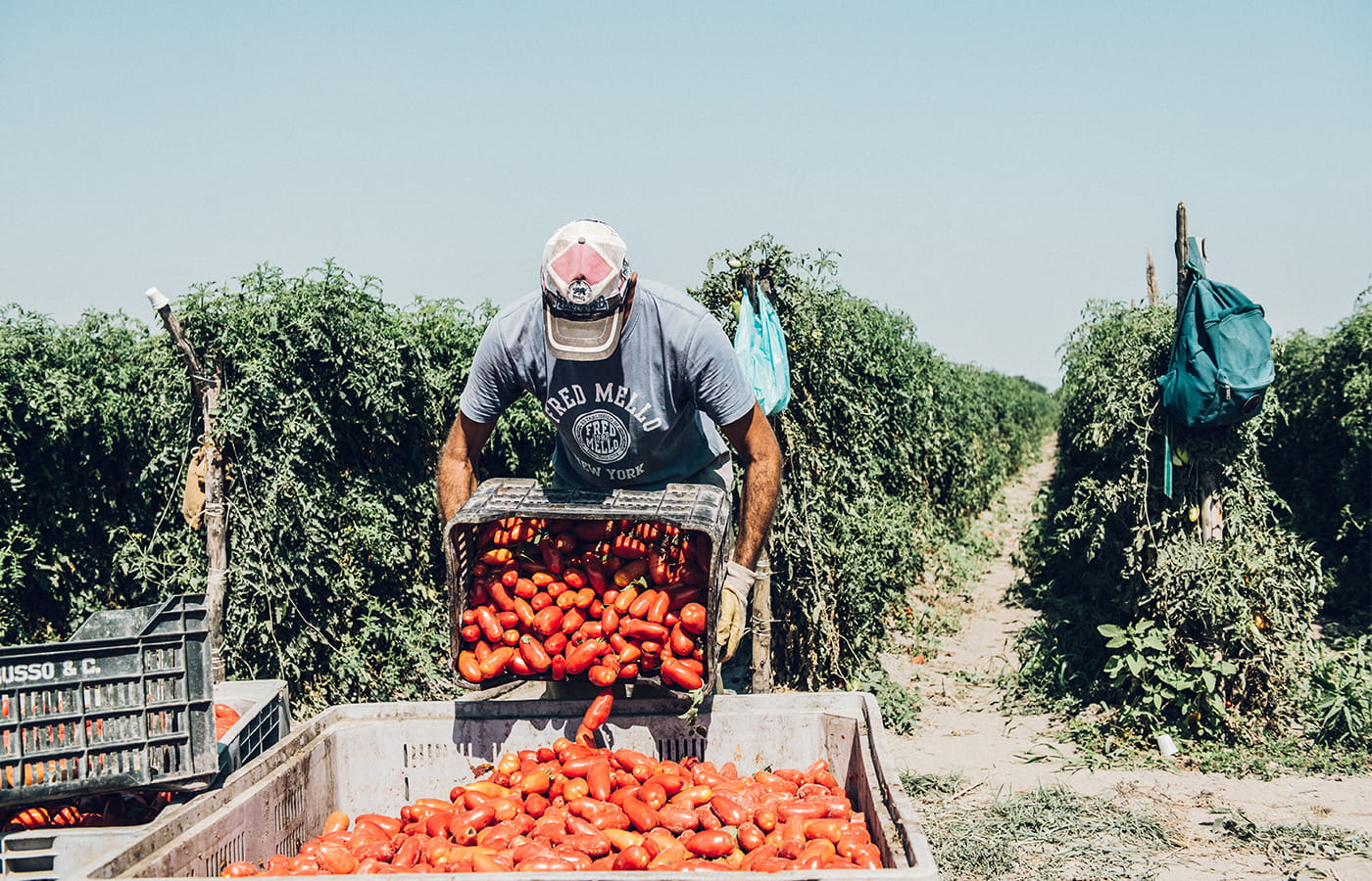 San Marzano Tomaten Ernte per Hand